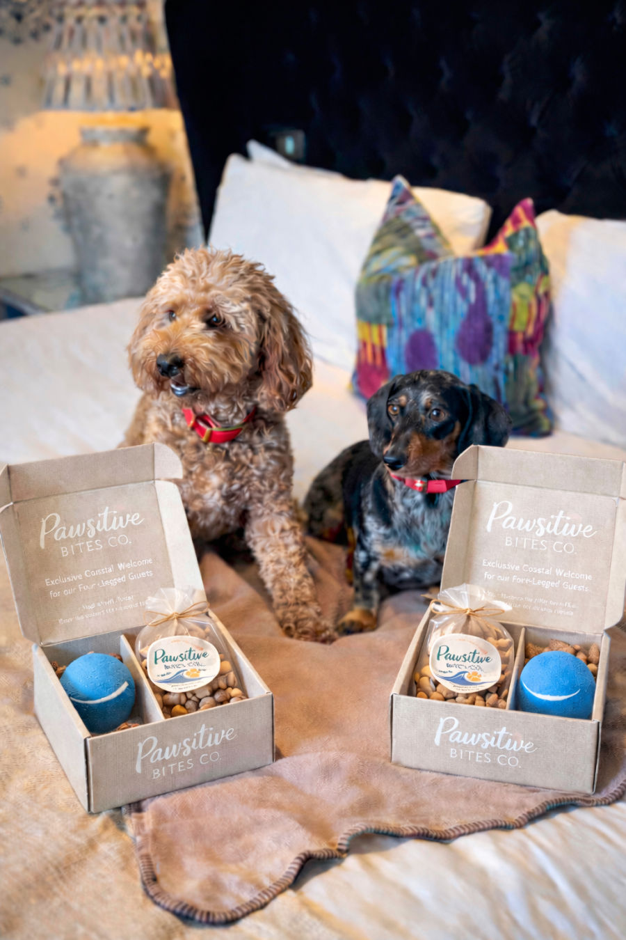 Pawsitive Bites Co. welcome gift boxes with two dogs on a motel bed